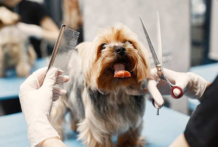que-es-peluqueria-canina